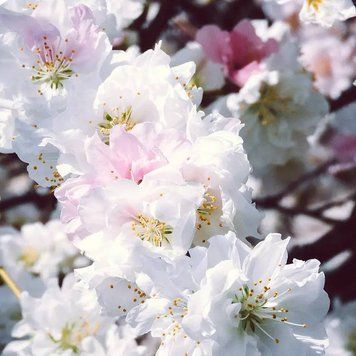 White Peach Blossom (цвіт білого персика) FRA-CS_WHOM_10 фото