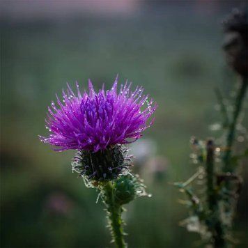 Meadow Thistle (осот луговий) FRA-CS_MELE_10 фото