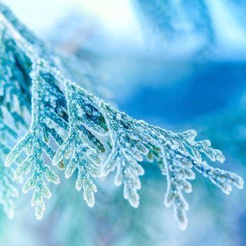 Frosted Juniper (Ялівець) FRA-CS_FRER_10 фото
