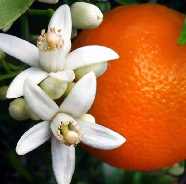 Orange Blossom (Апельсиновий цвіт) FRA-CS_OROM_10 фото