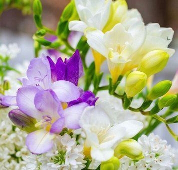 Freesia Lilac (фрезія та бузок) FRA-CS_FRAC_10 фото