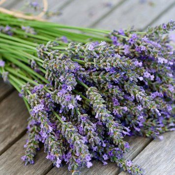 Lavender (лаванда) FRA-CS_LAER_10 фото