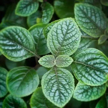 Garden Mint (Садова м'ята) FRA-CS_GANT_10 фото