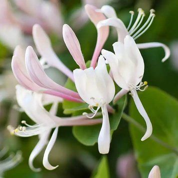Honeysuckle Jasmine (жимолость та жасмин) FRA-CS_HONE_10 фото