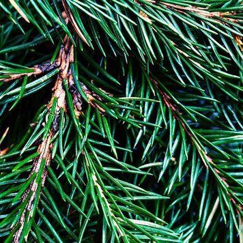 Fraser Fir (ялина Фрейзера) FRA-CS_FRIR_10 фото