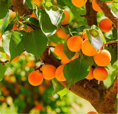 Apricot Grove (абрикосовий гай) FRA-CS_APVE_10 фото