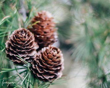 Roasted Pine Cone (соснові шишки) FRA-MW_RONE_10 фото