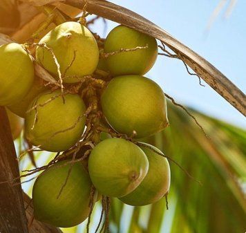 Coconut Soleil (сонячний кокос) FRA-CS_CEIL_10 фото