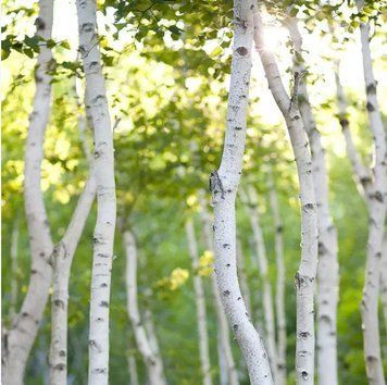 White Birch (береза) FRA-CS_WHCH_10 фото