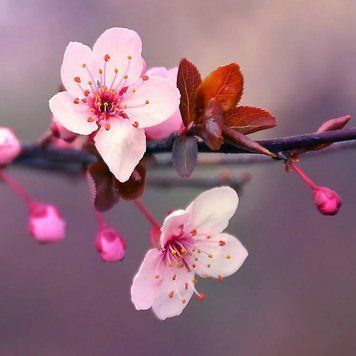 Japanese Cherry Blossom (цвіт вишні) FRA-CS_JAOM_10 фото